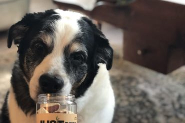 How To Relax Dogs And Cats This Fourth of July With CBD Pet Treats